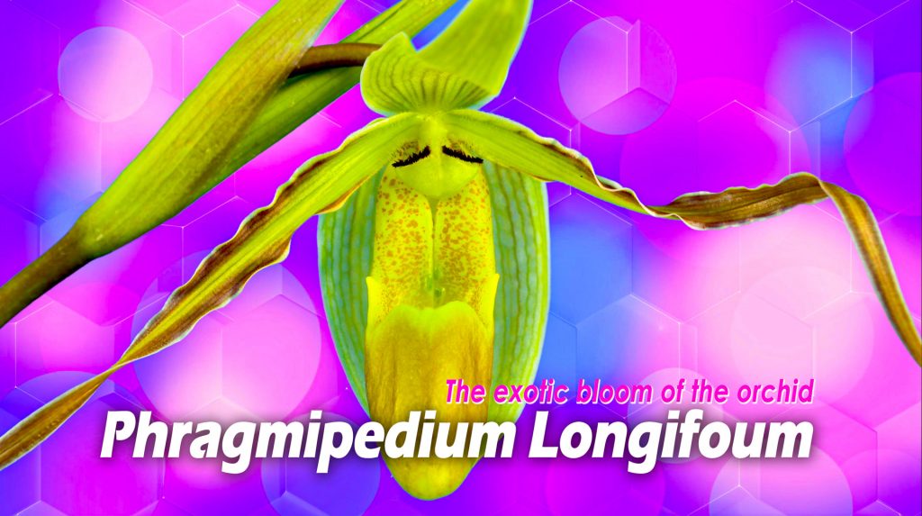 Phragmipedium Longifoum